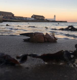 coastal beach