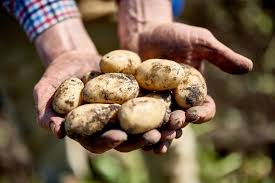 potatoes